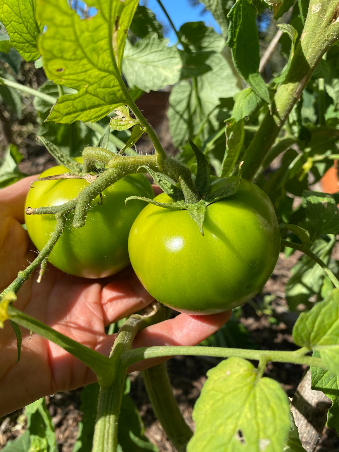 11 Tricks for growing Tomatoes in South Africa