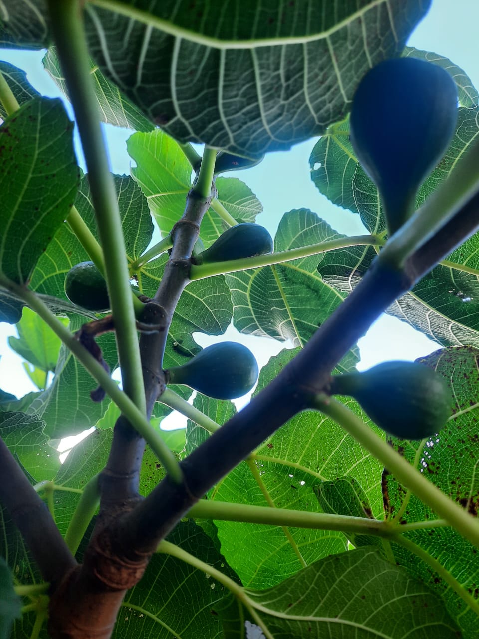 Figs