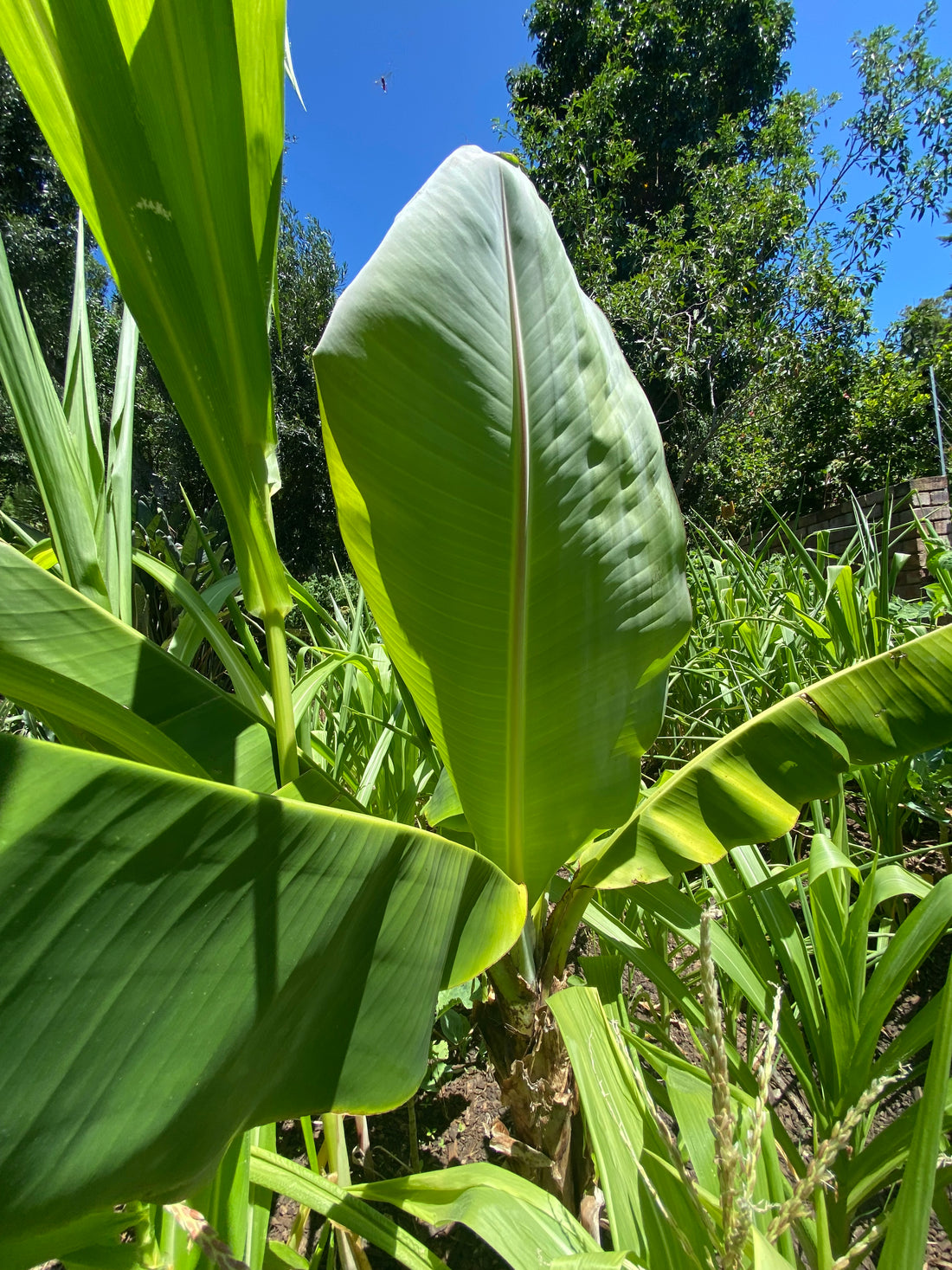 Bananas