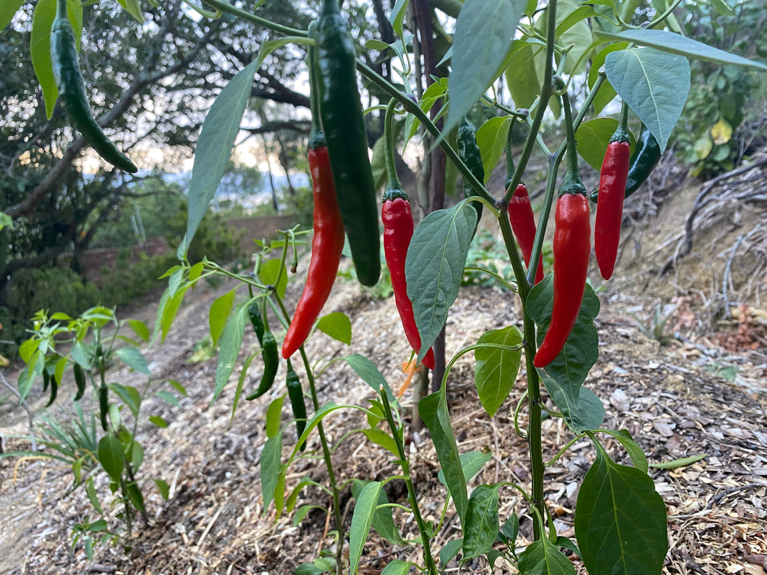 Chili