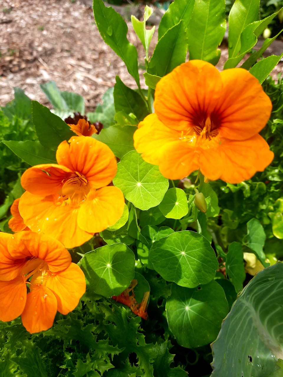 Nasturtium - Edible Flowers