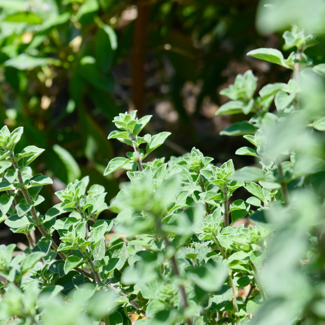 How to grow Oregano