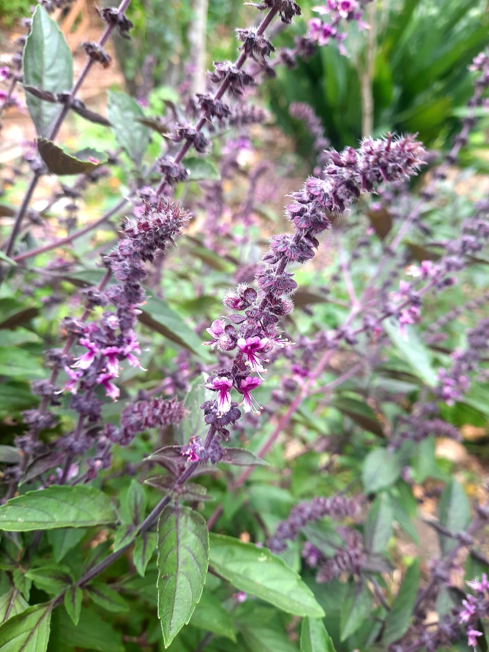 Sweet Thai Basil