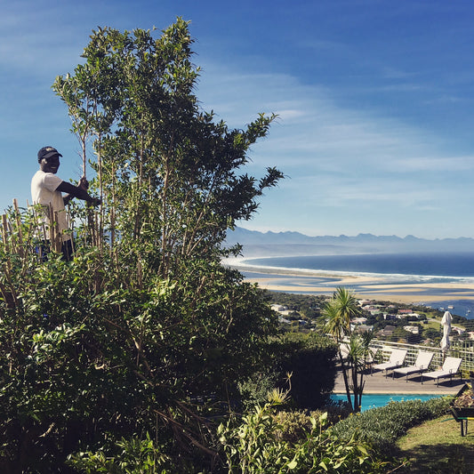 Pruning to maintain the view