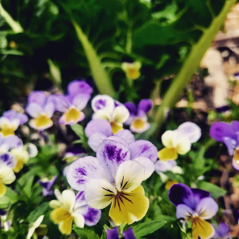Viola - Essbare Blumen