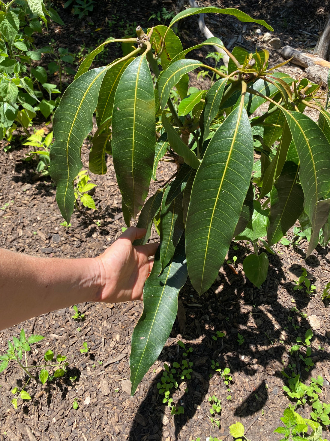 How to grow Mangoes