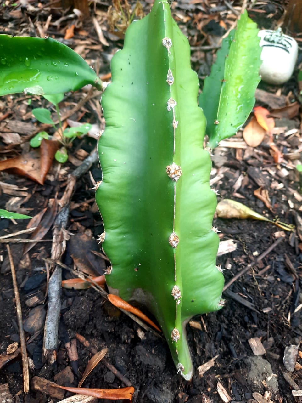 Dragon Fruit