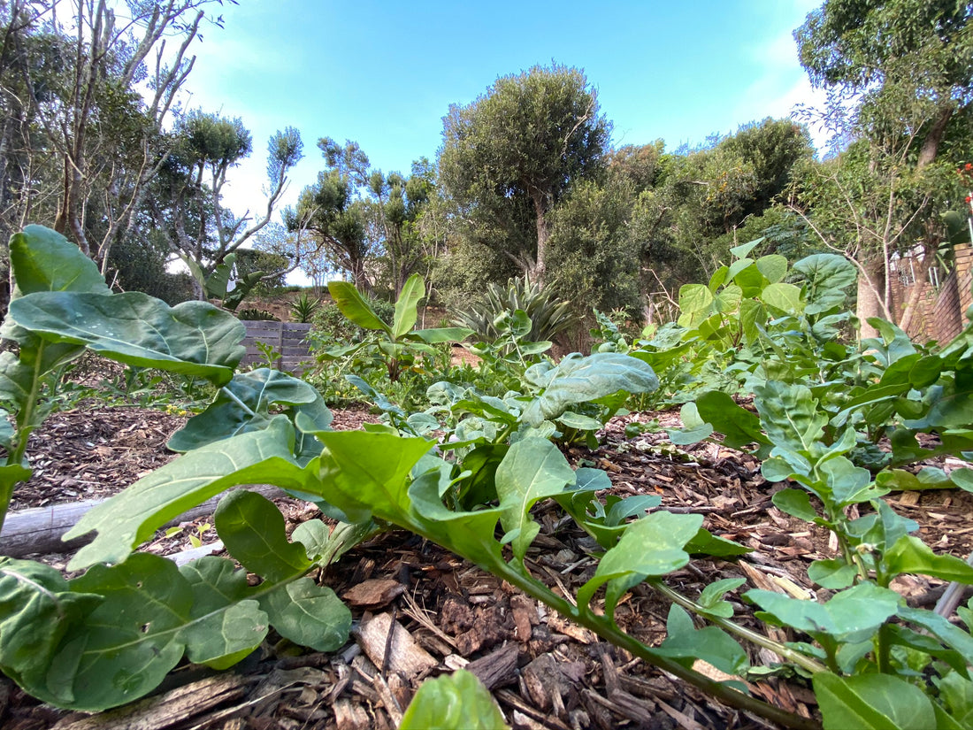 Arugula