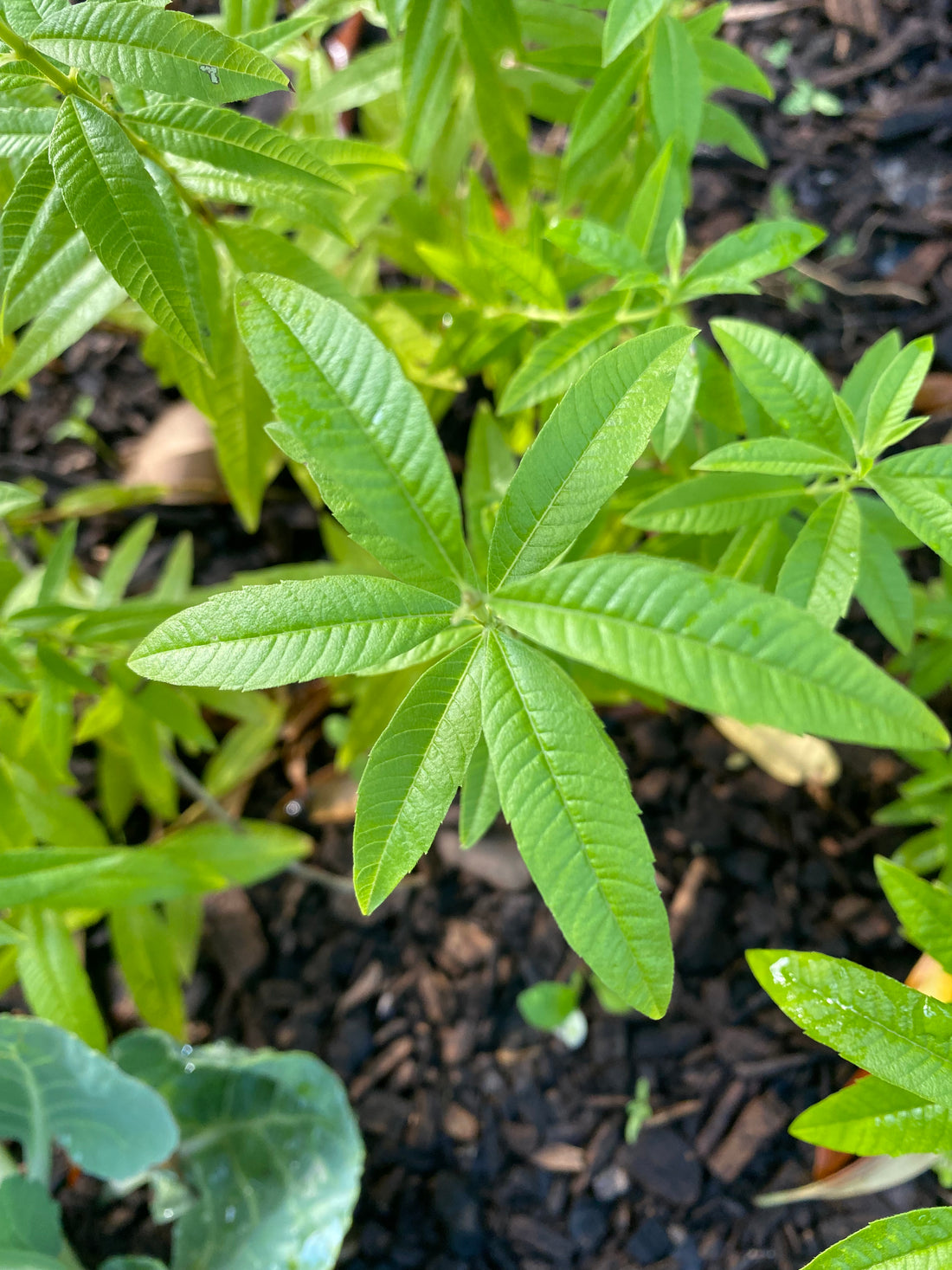 Lemon Verbena