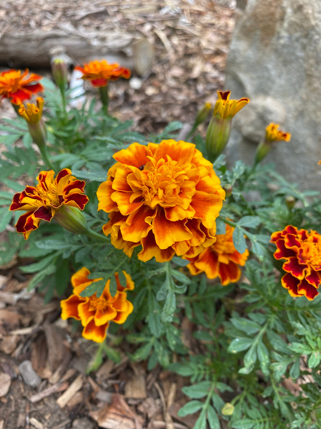 Marigolds