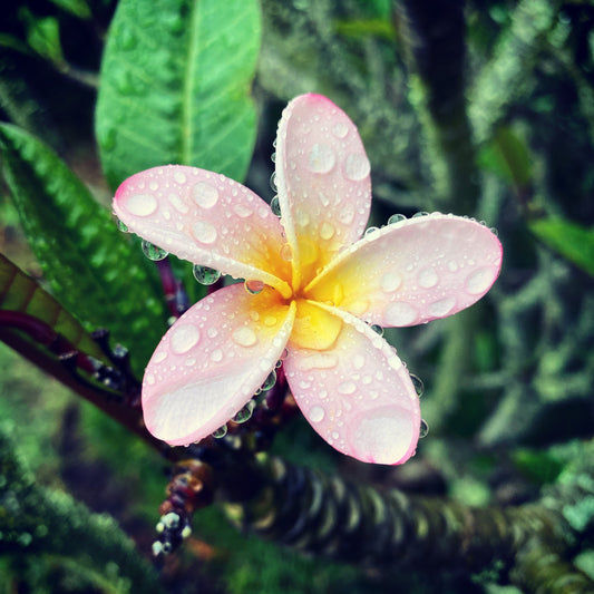 Flowers growing in Plettenberg Bay at la Vista Lodge