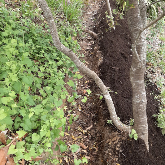 Installing swales in the Food Forest