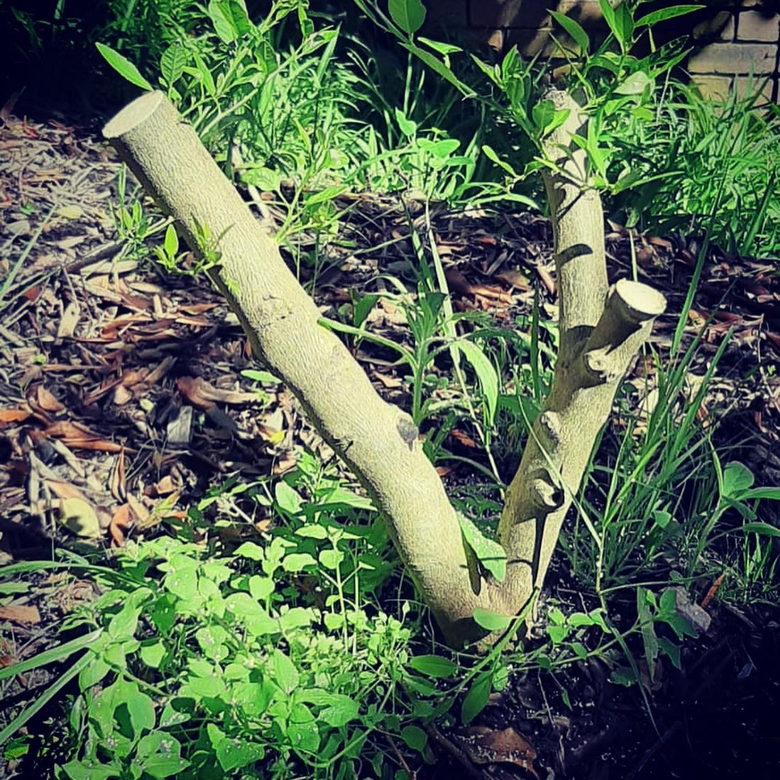 Pruning at la Food Forest