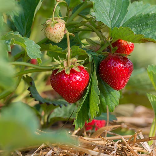 Strawberries