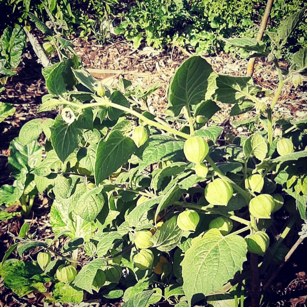 Cape Gooseberry Plant