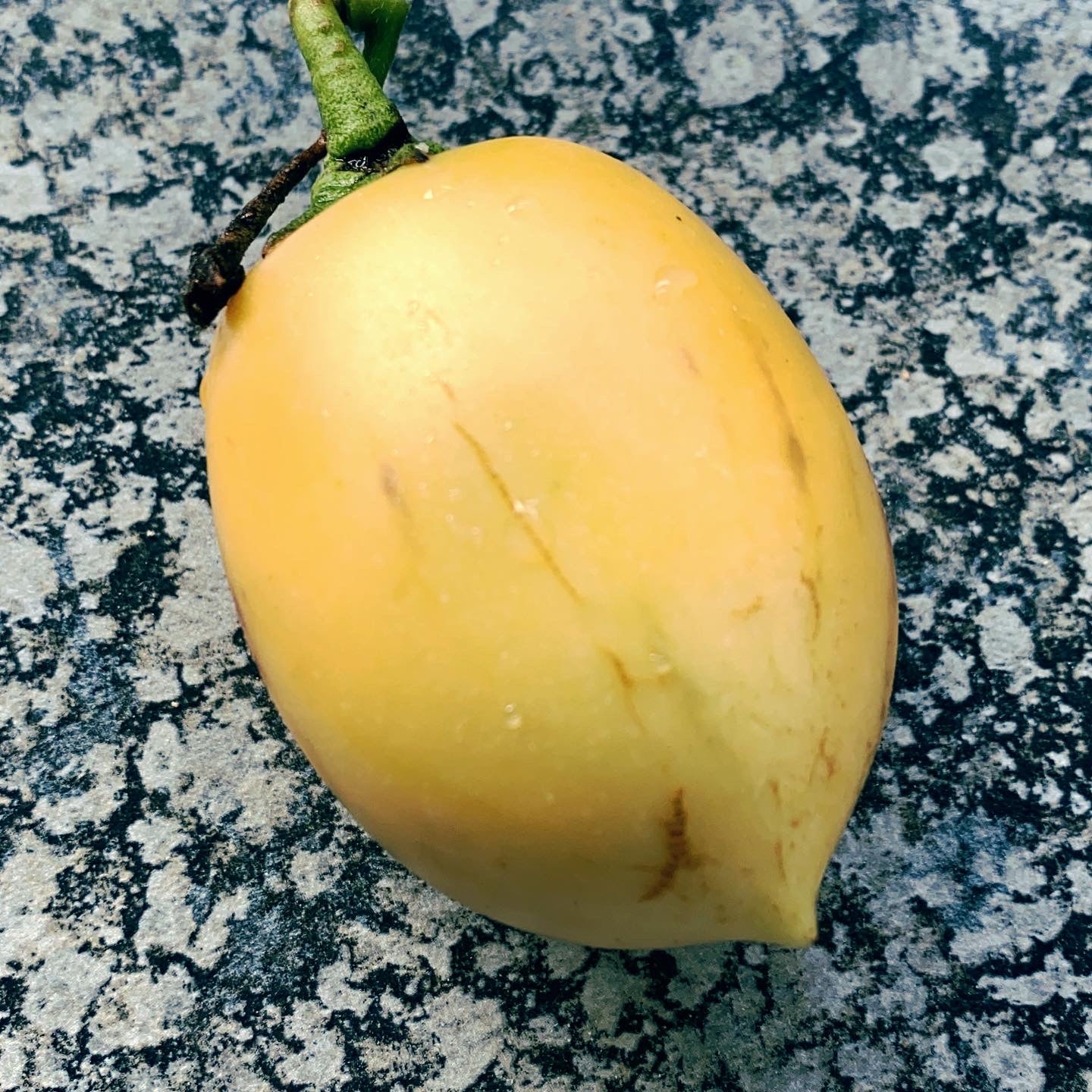 Pepino Melonen