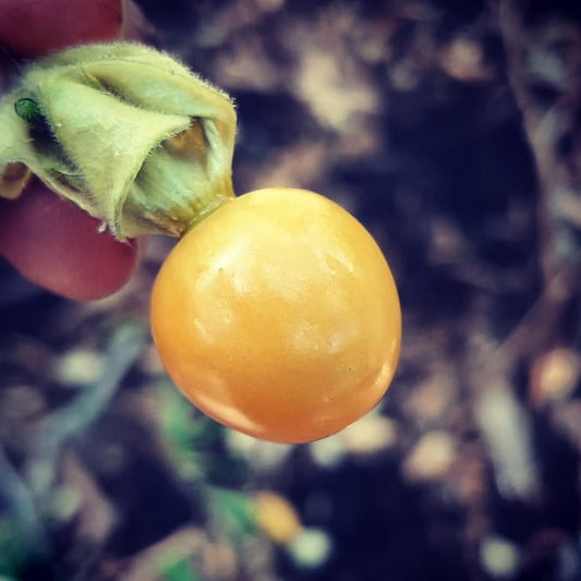 Cape Gooseberry Plant