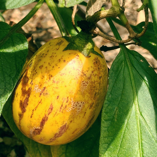 Pepino Melons