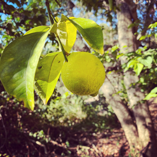 Lemon Tree